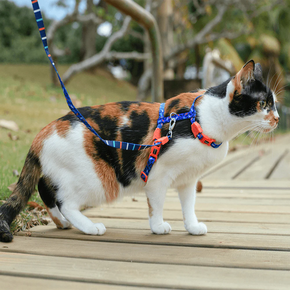Zee.Cat Atlanta Harness & Leash Set
