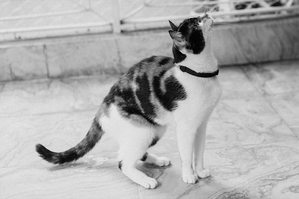 Zee.Cat Gotham Cat Collar