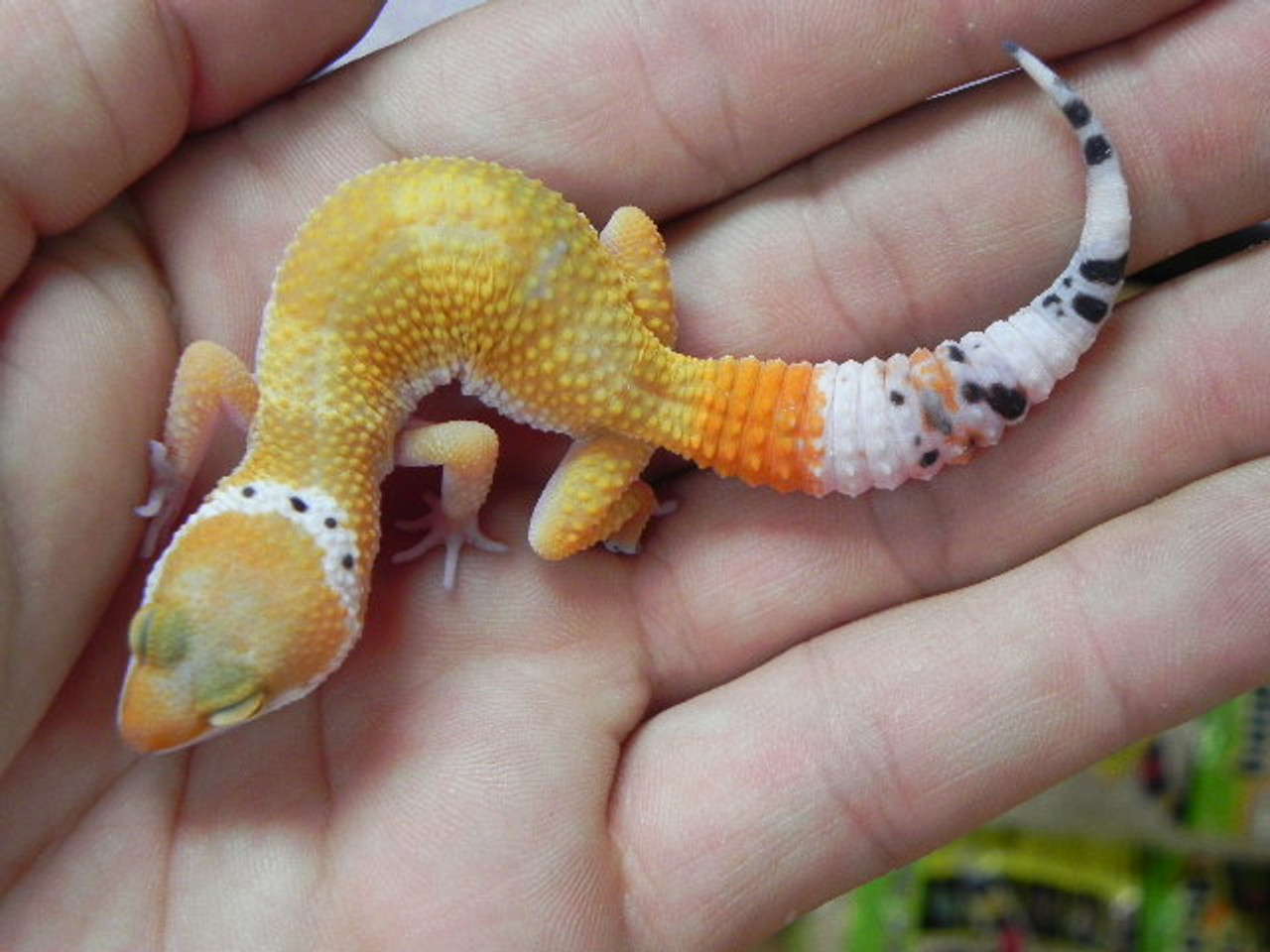 Leopard gecko