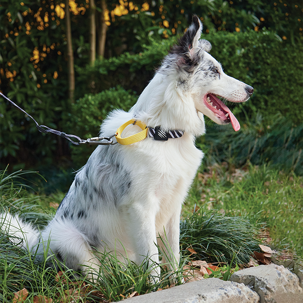 M-Pets Wild Safari Collar M