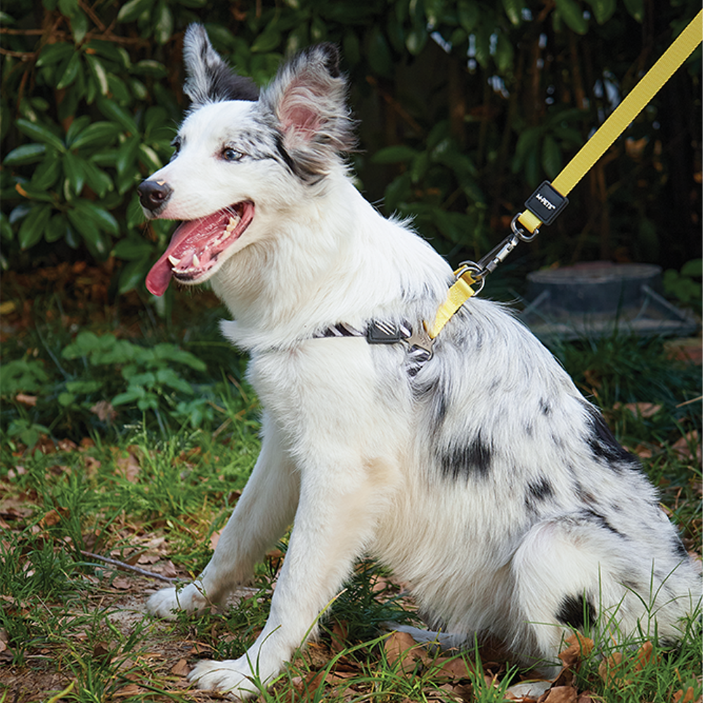 M-Pets Wild Safari Harness M