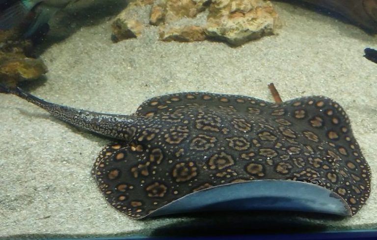 MOTORO STINGREY: 6 INCH