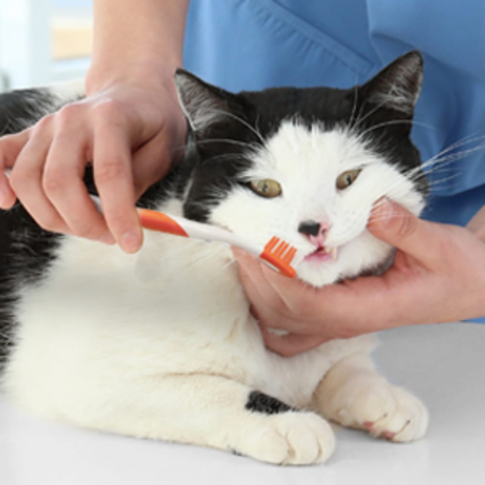 Nylabone Advanced Oral Care Cat Dental Kit One Size Dental Hygiene