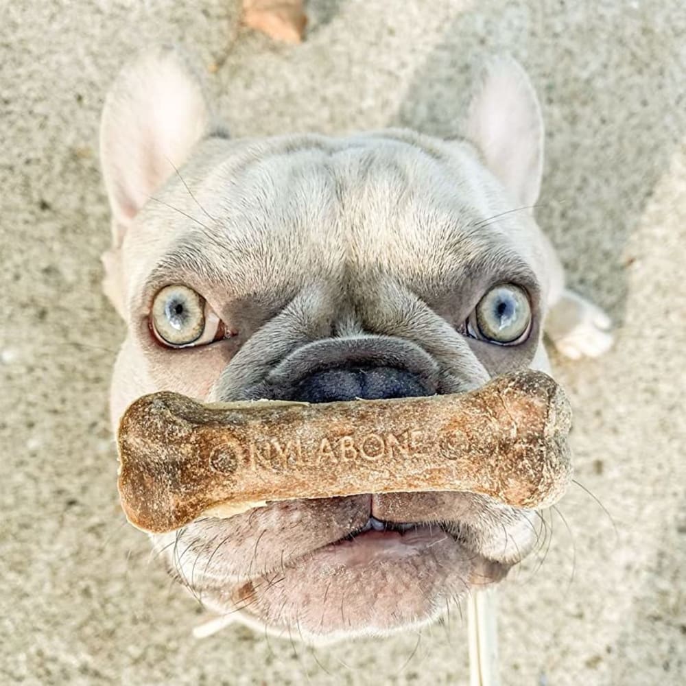 Nylabone Healthy Edibles Longer Lasting Roast Beef 2Ct Card Wolf Edible Treats