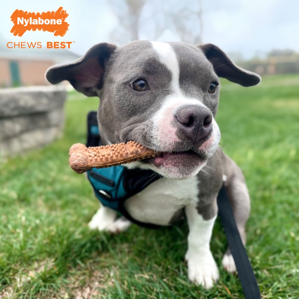 Nylabone Healthy Edibles Meaty Center 4Ct Card  Small Edible Treats