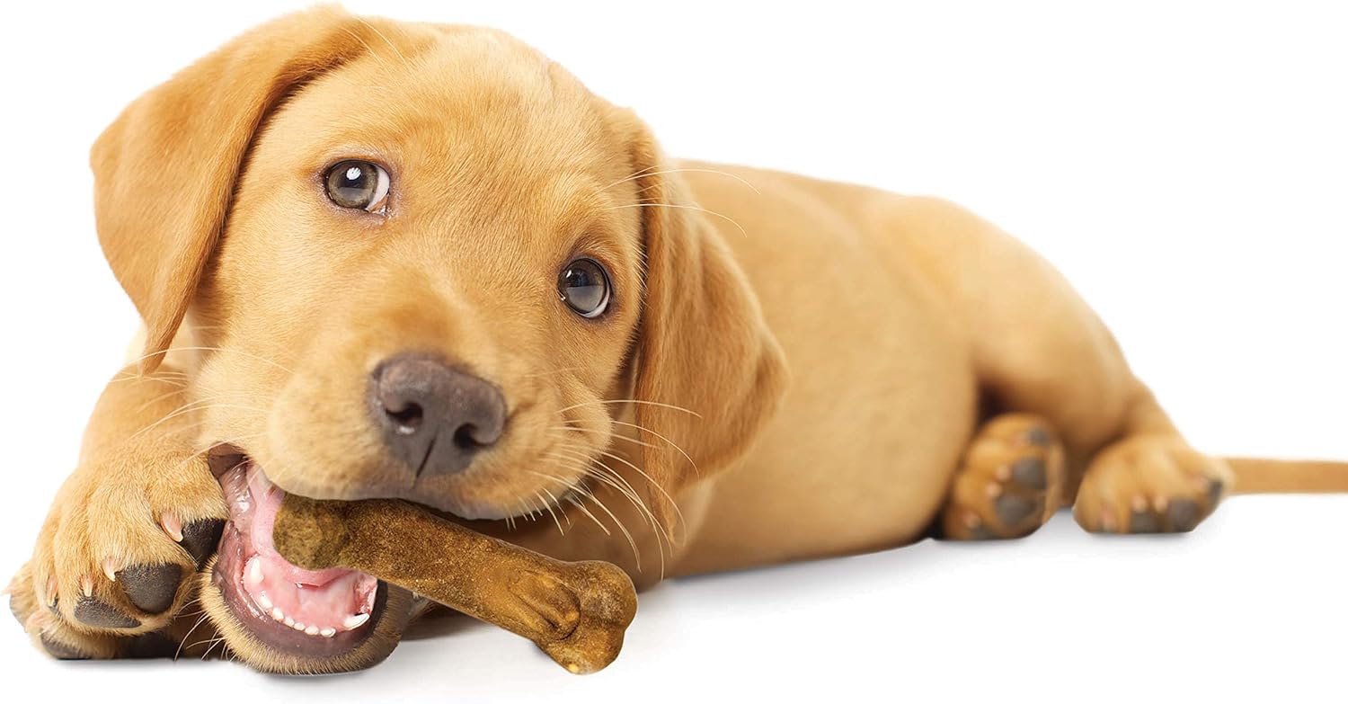 Nylabone Healthy Edibles Puppy Lamb & Apple 4Ct Card Petite Edible Treats