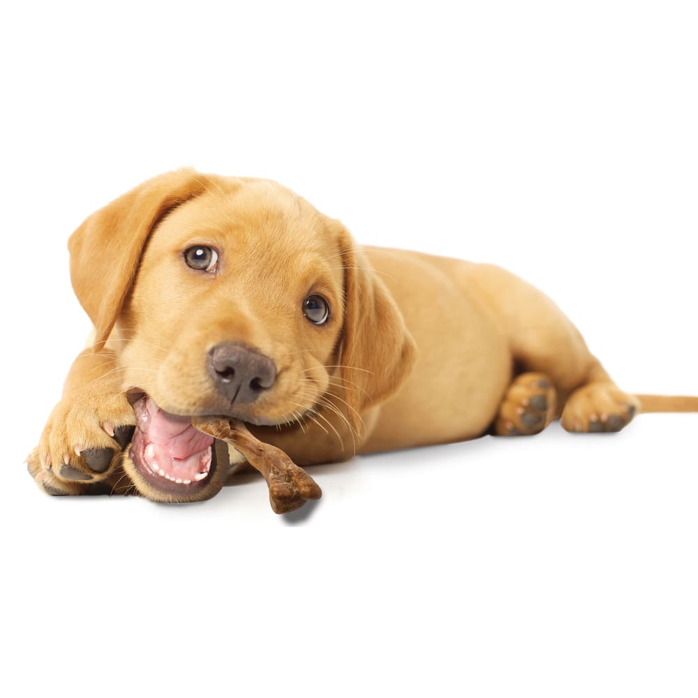 Nylabone Healthy Edibles Wild Puppy Turkey 4Ct  Regular Edible Treats