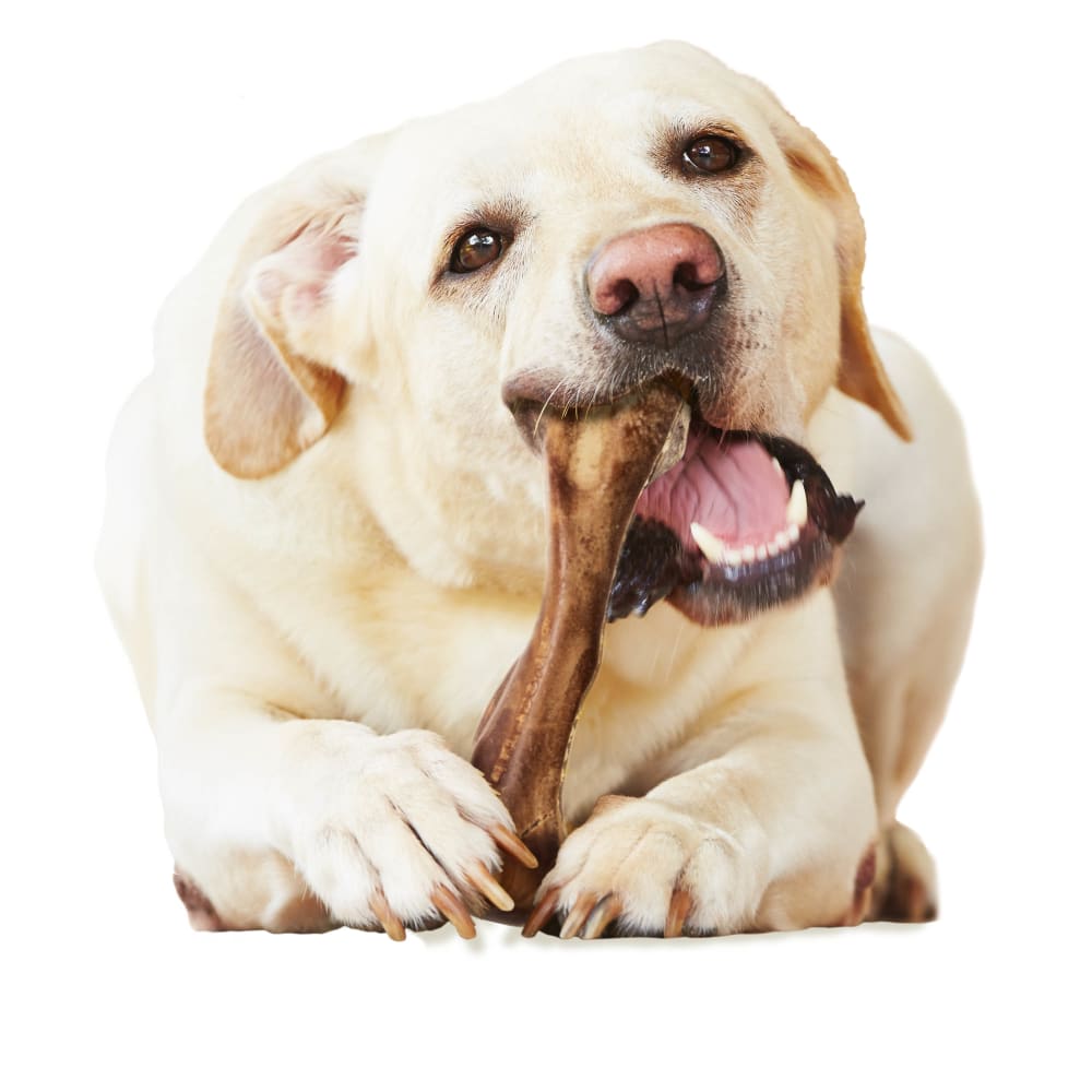 Nylabone Healthy Edibles Wild Venison 1Ct Card Large Edible Treats