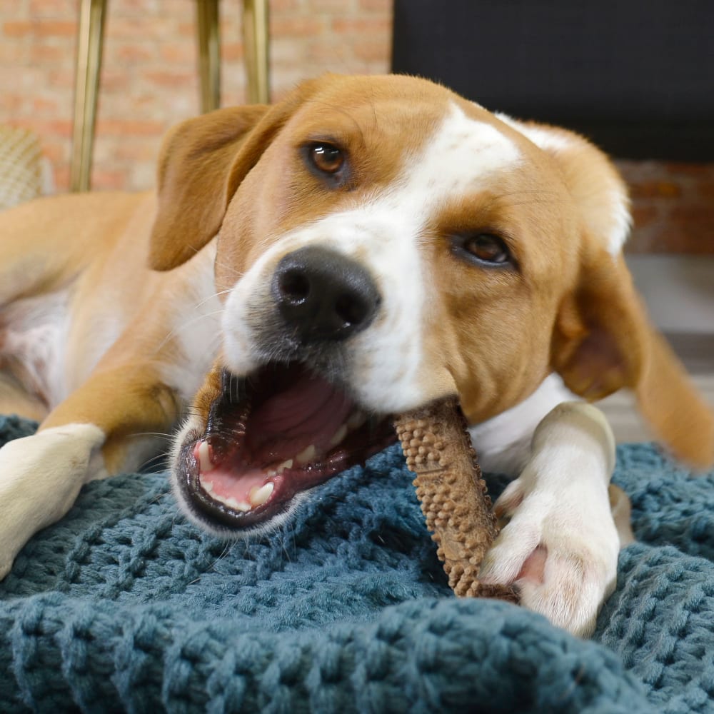 Nylabone Nubz Beef With Meaty Center 2Ct Card (In Shelf Tray)  (April 2023)  Large Edible Treats