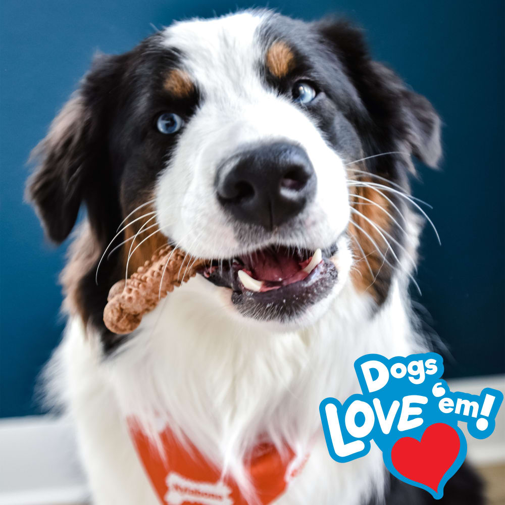 Nylabone Nubz Peanut Butter 2Ct Card (Not In Shelf Tray) Grande Edible Treats
