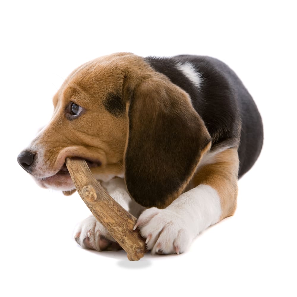 Nylabone Nubz Wild Antler Venison 2Ct Card Medium Edible Treats