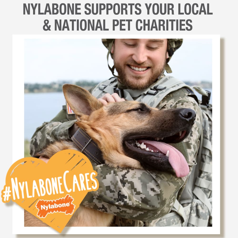 Nylabone Nubz Wild Bison 2Ct Card Jumbo Edible Treats