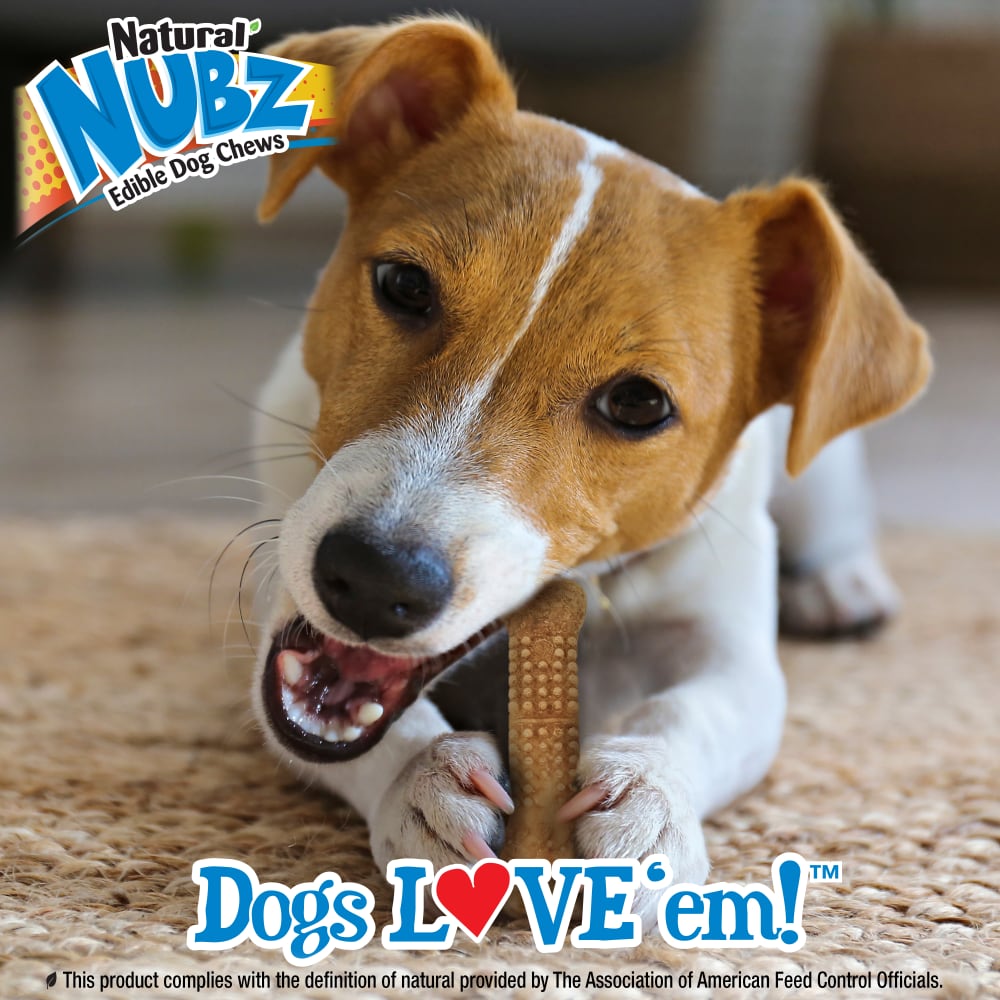 Nylabone Nubz Wild Bison 4Ct Card Small Edible Treats