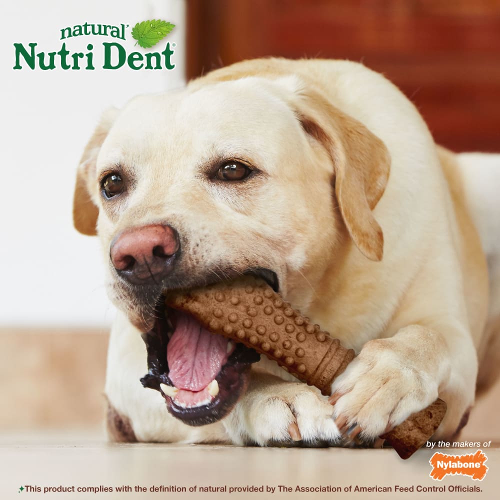 Nylabone Nutri Dent Filet Mignon Textured Souper 1Ct Card Souper Edible Treats