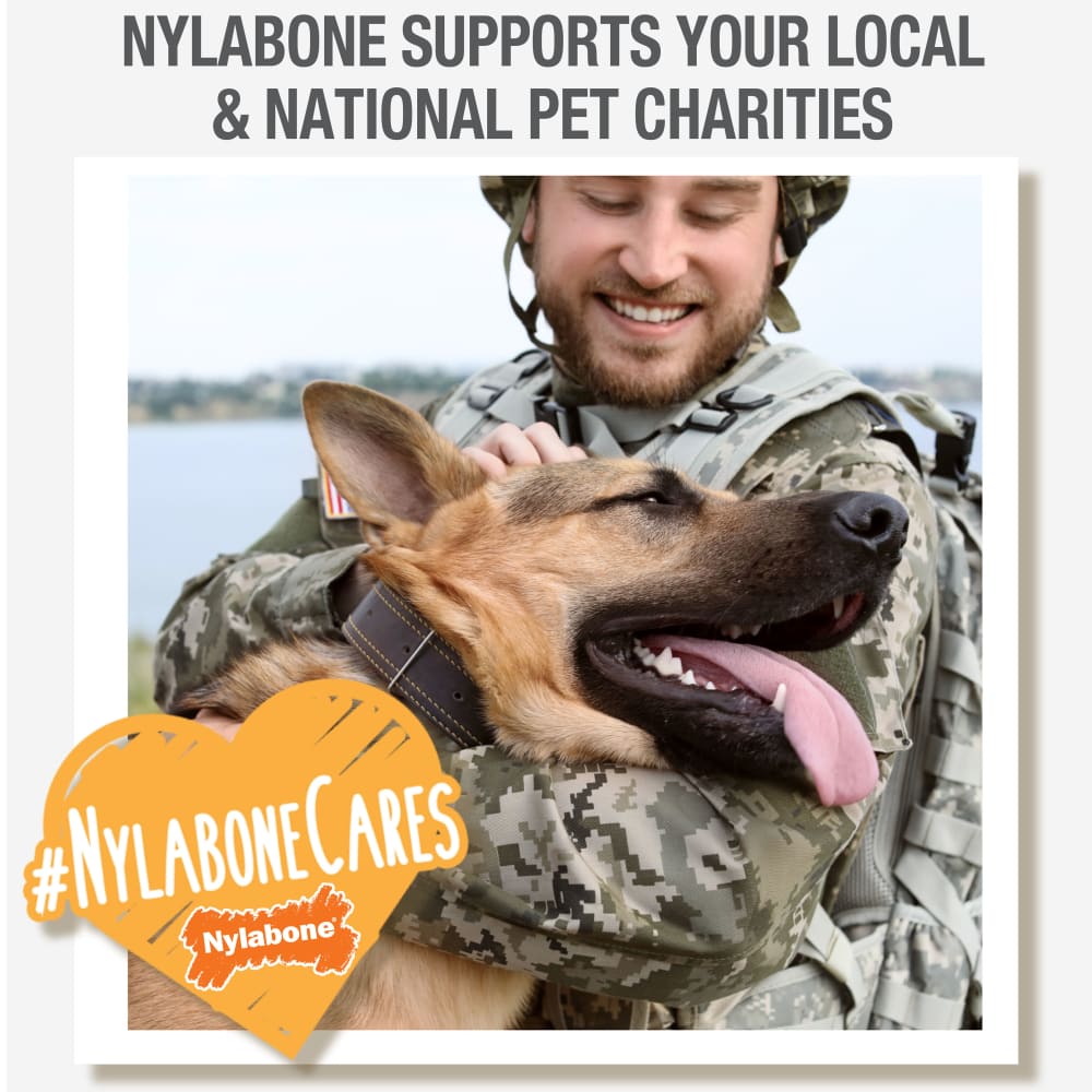 Nylabone Nutri Dent Filet Mignon Textured Souper 1Ct Card Souper Edible Treats