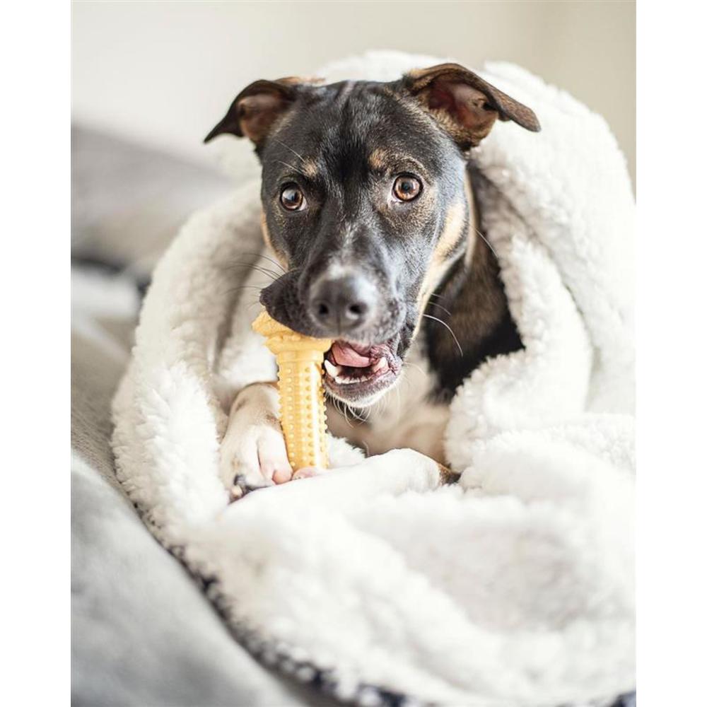 Nylabone Power Chew Barbell, Peanut Butter Giant/Souper Nylon Chews