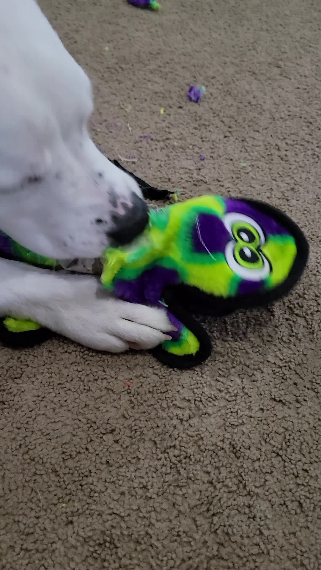 Outward Hound Invincibles Gecko Dog Toy Green/Purple - 2 Squeakers