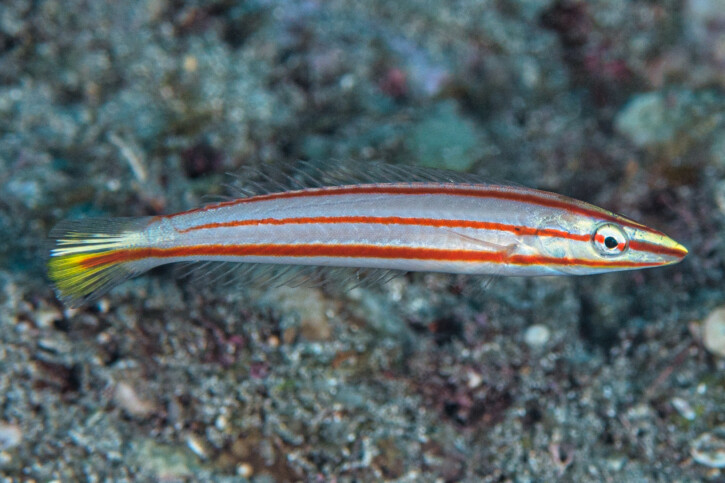 Pencil Wrasse
