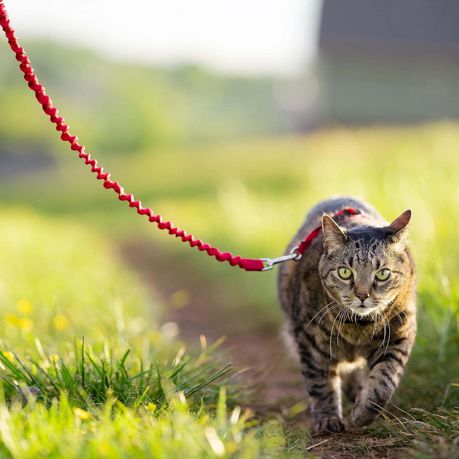 Pet Safe Easy Walk Cat Harness & Lead (Red, Small) Cat Harnesses