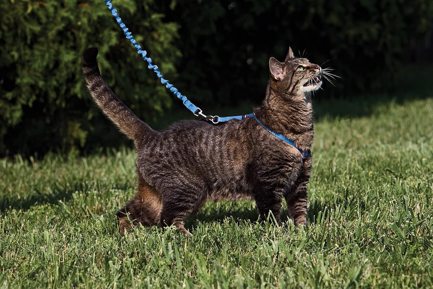 Pet Safe Easy Walk Cat Harness & Lead (Royal Blue, Small) Cat Harnesses