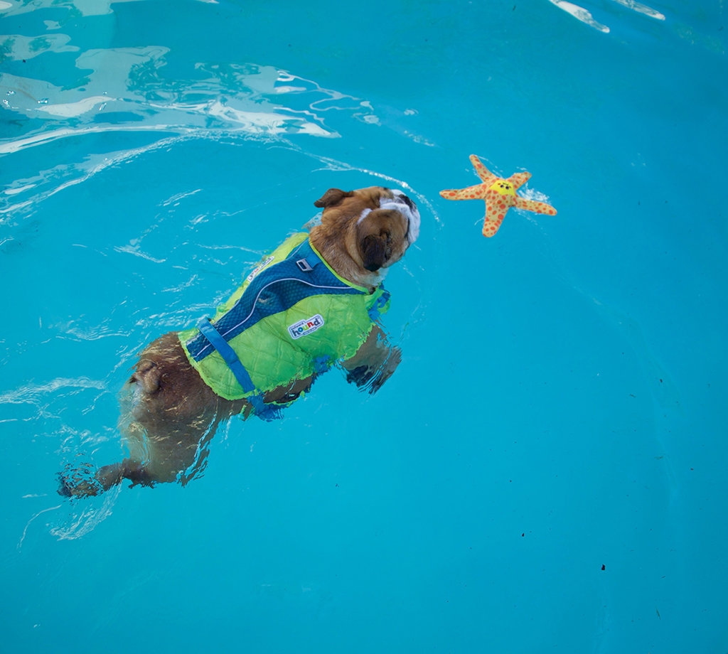 Pet Stages Floatiez Starfish Orange MD