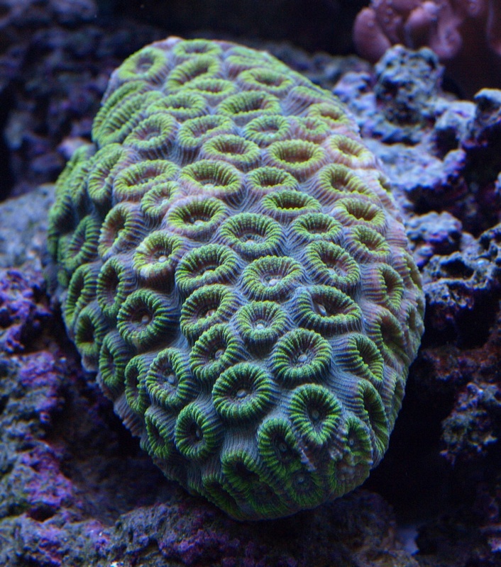 Pineapple brain coral Bright Reds and Greens (Small)