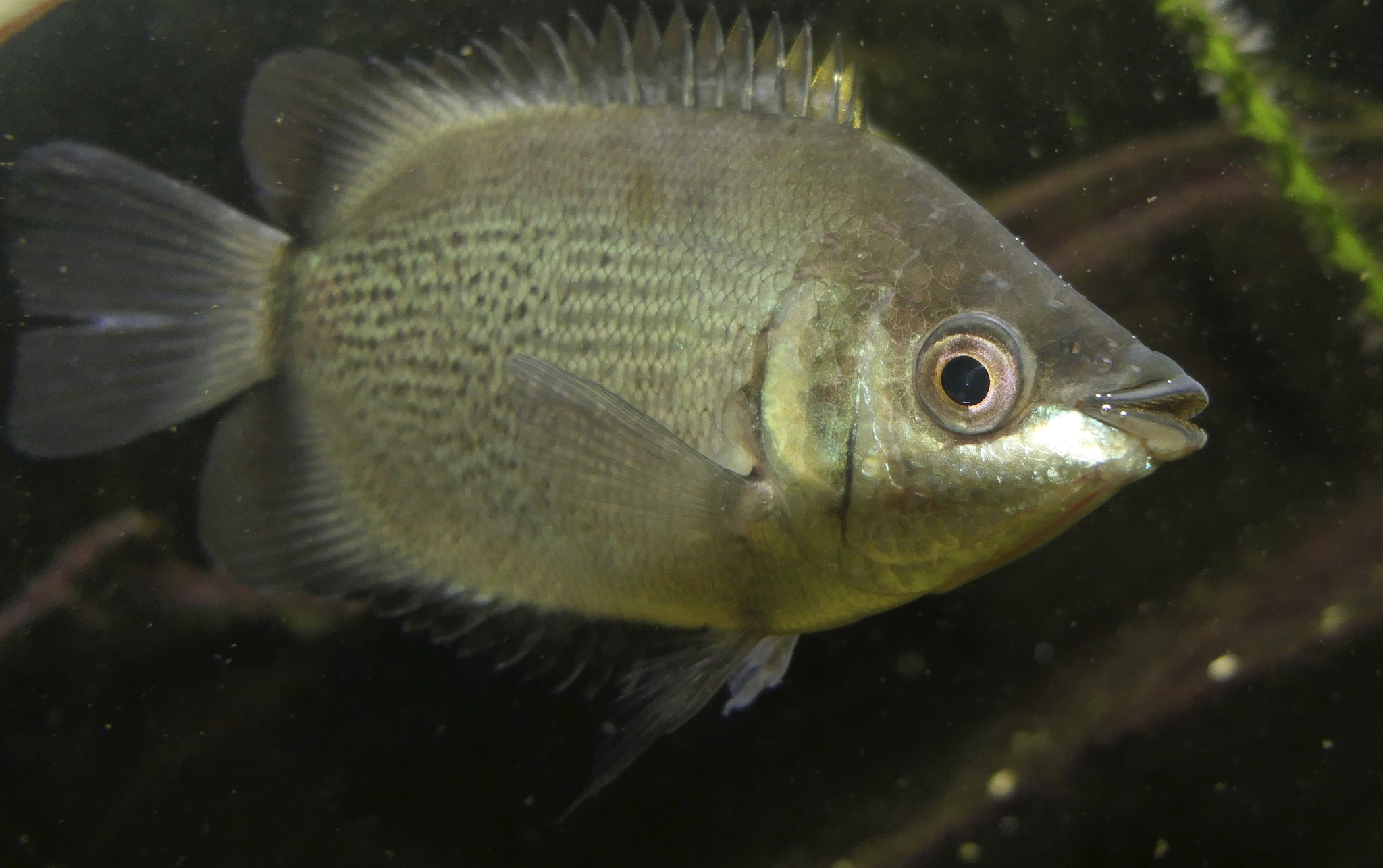 Pink Kissing Gourami - Helostoma temmincki