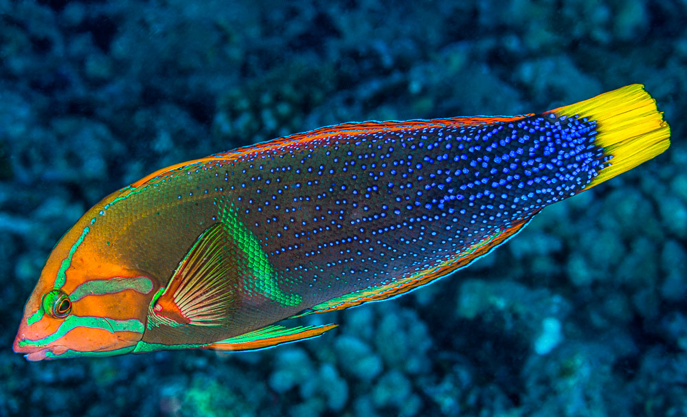 Red Coris Wrasse