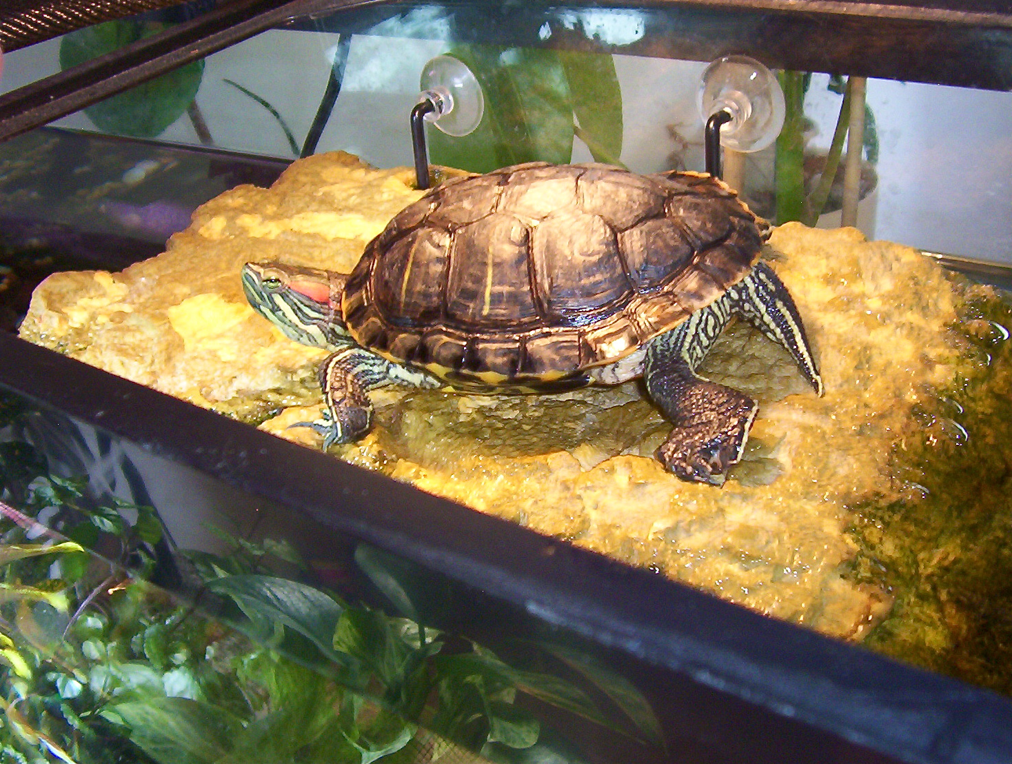 Red-Eared Slider Turtle
