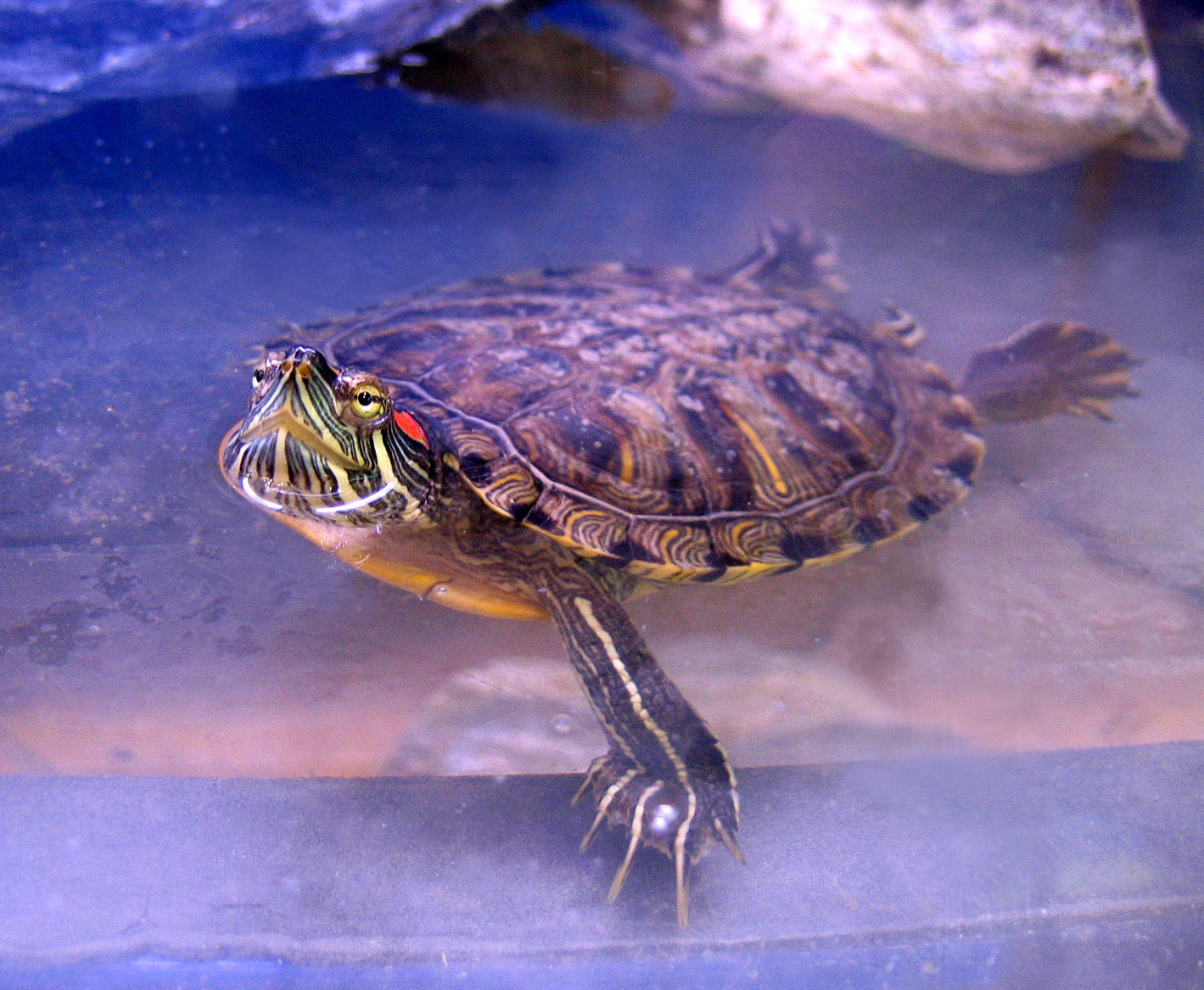Red-Eared Slider Turtle