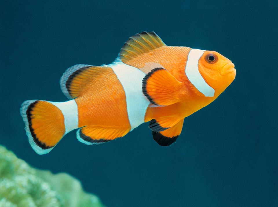 Red Percula (Pair)