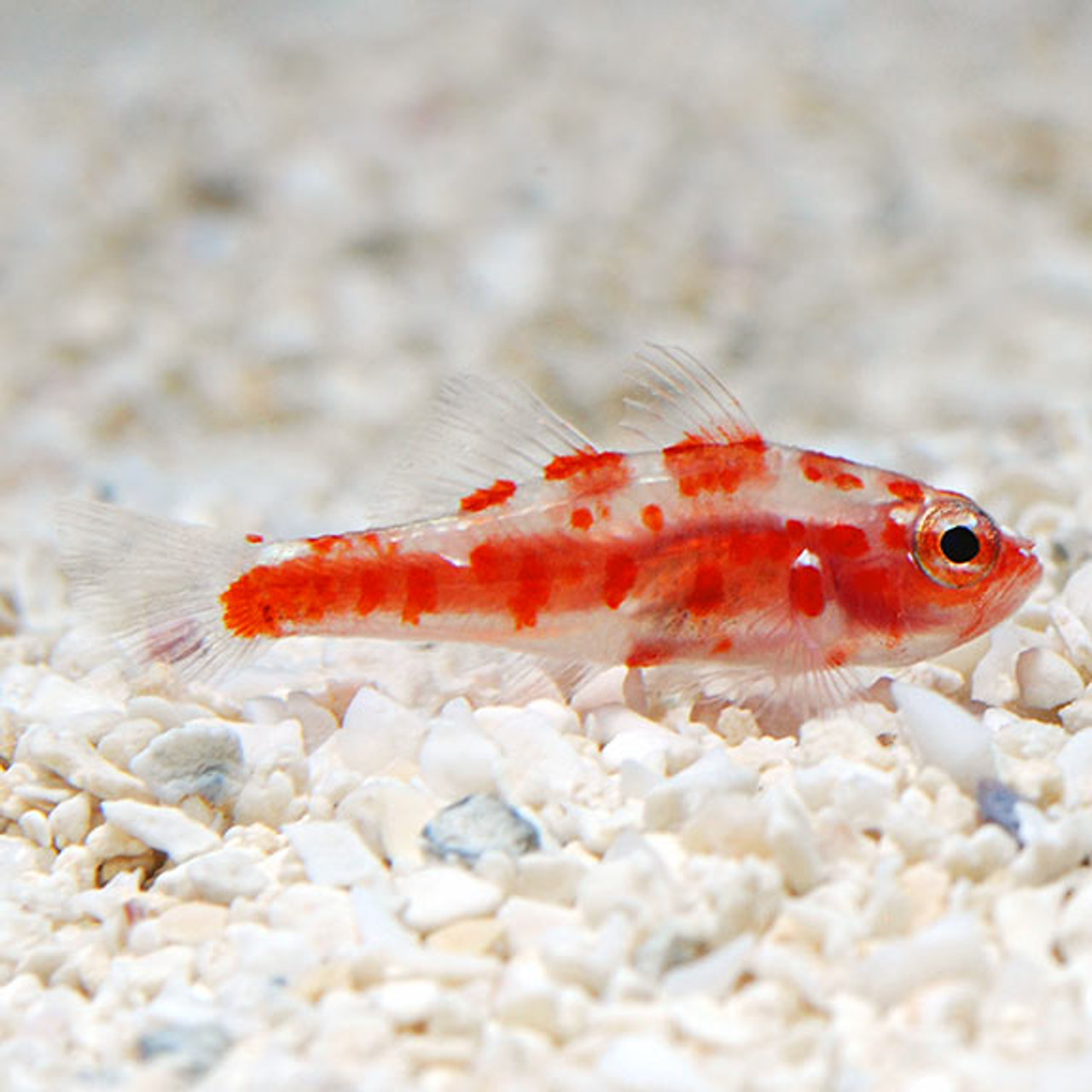 Red Spot Goby
