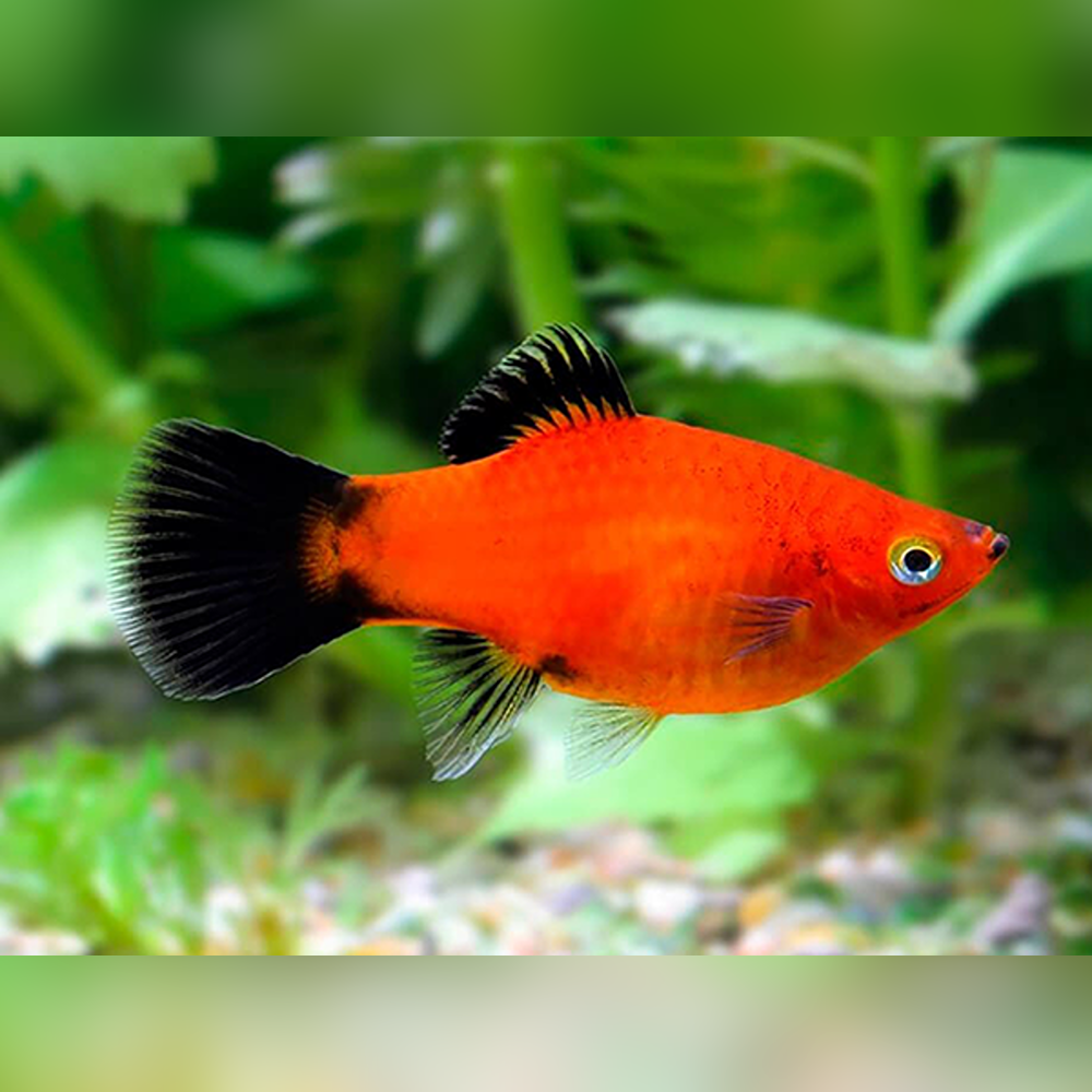 Red Wagtail Platy - Xiphophorus maculatus