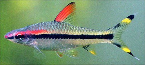 redline rainbow fish