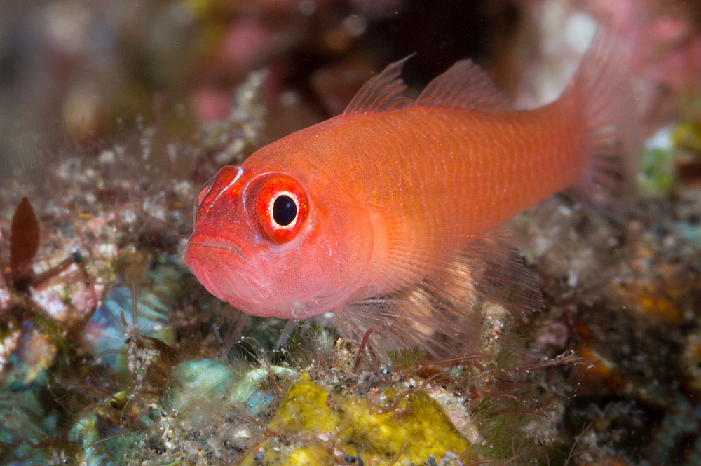 Ring Eye goby