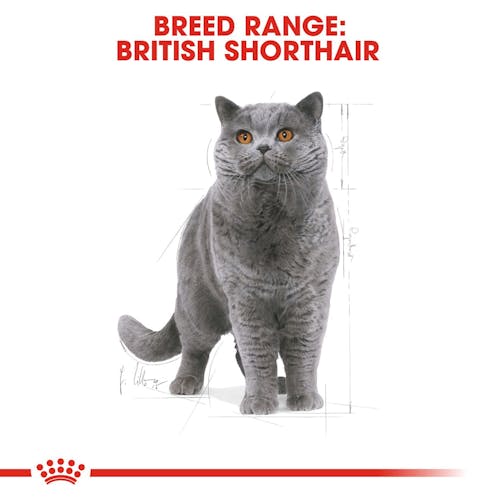 Royal Canin Breed Health Nutrition Cocker Adult 3 KG