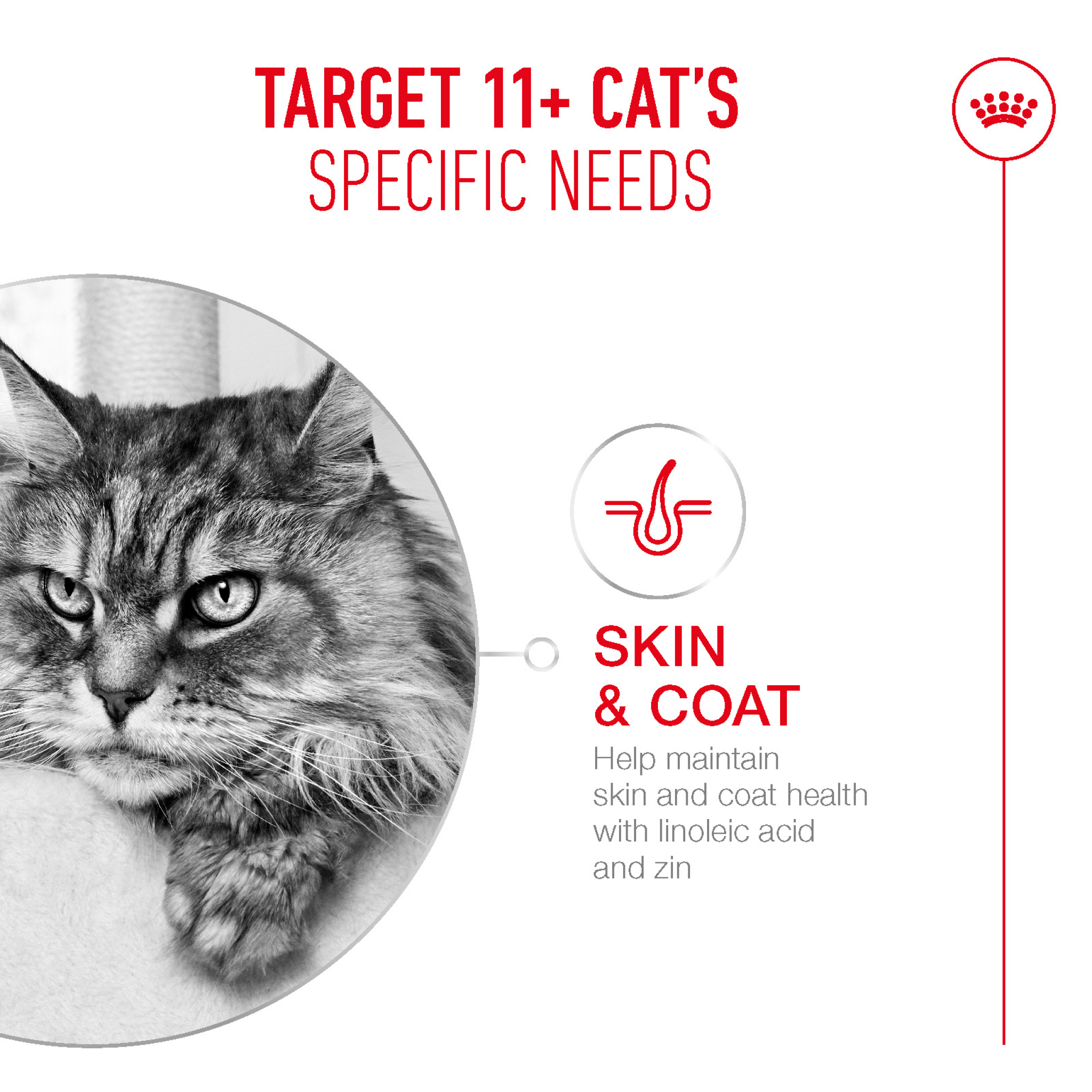 Royal Canin Feline Health Nutrition Ageing 11+ Jelly (Wet Food - Pouches) 12 x 85g