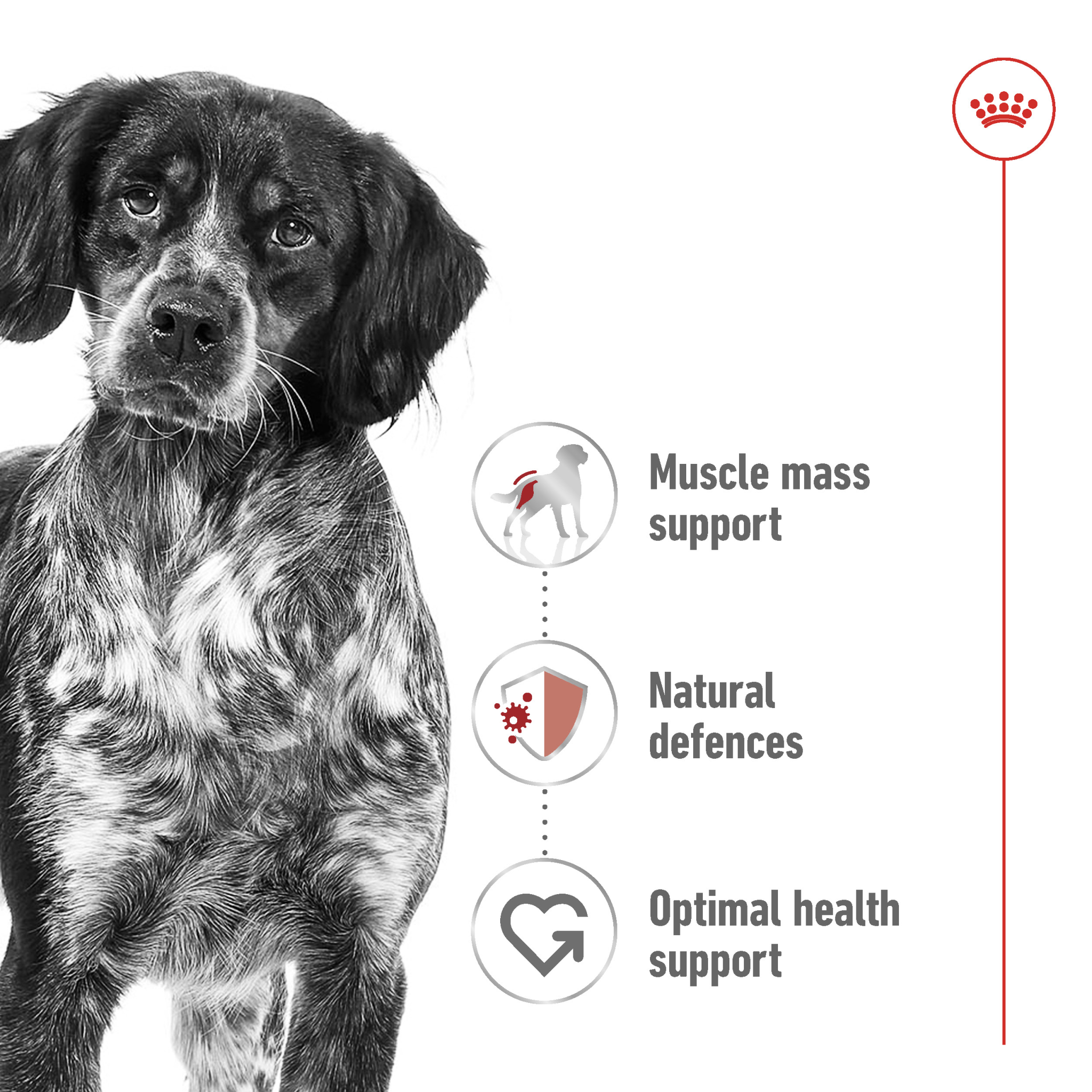 Royal Canin Size Health Nutrition Medium Adult (Wet Food - Can) 12 X 410 G