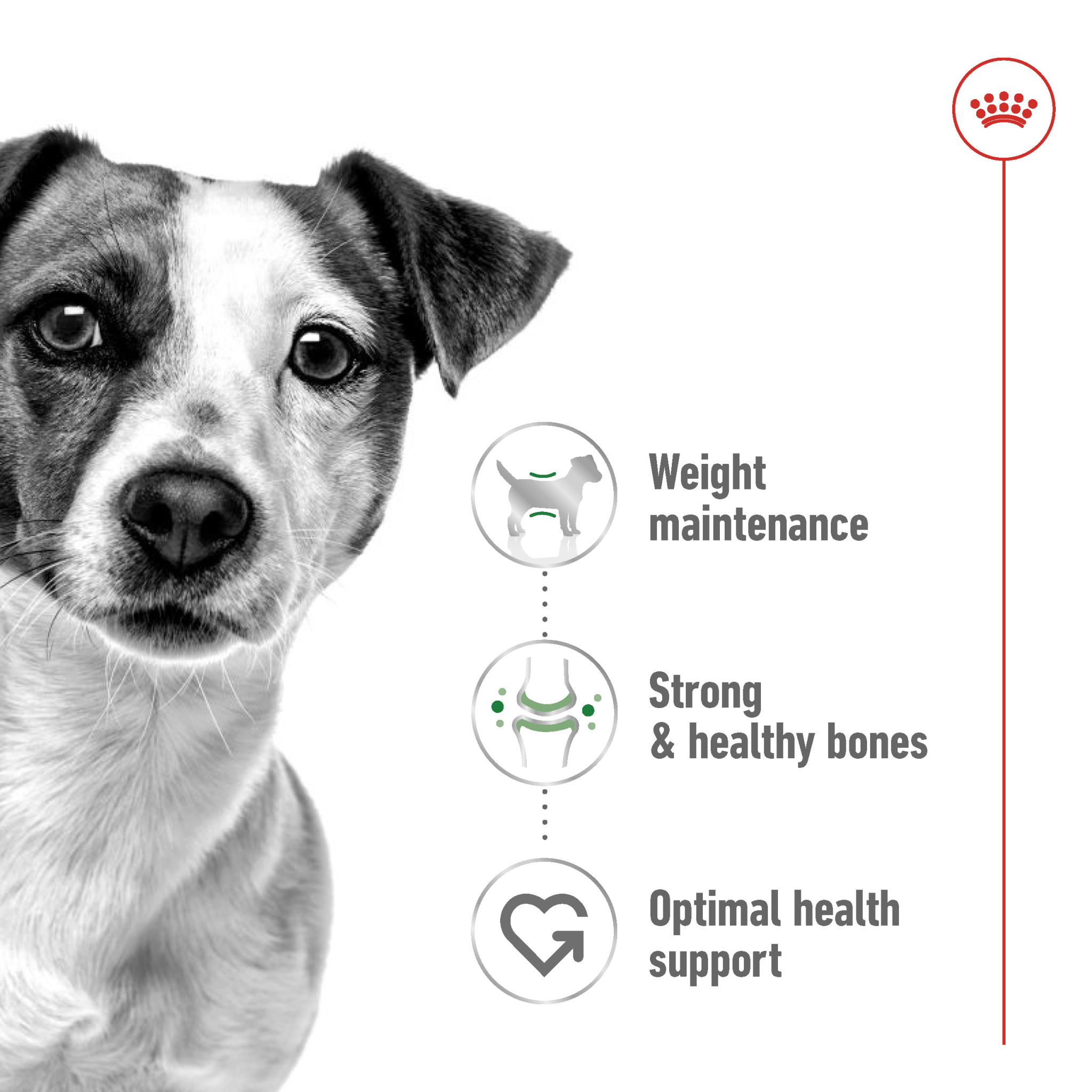 Royal Canin Size Health Nutrition Mini Adult (Wet Food - Can) 12 X 195 G