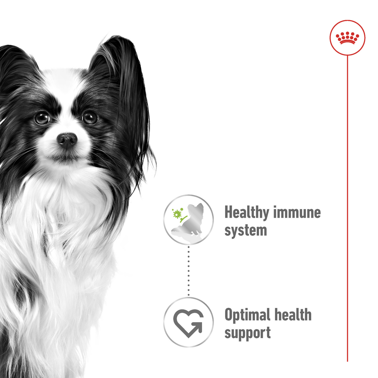 Royal Canin Size Health Nutrition XS Adult Wet Dog Food 12x85g