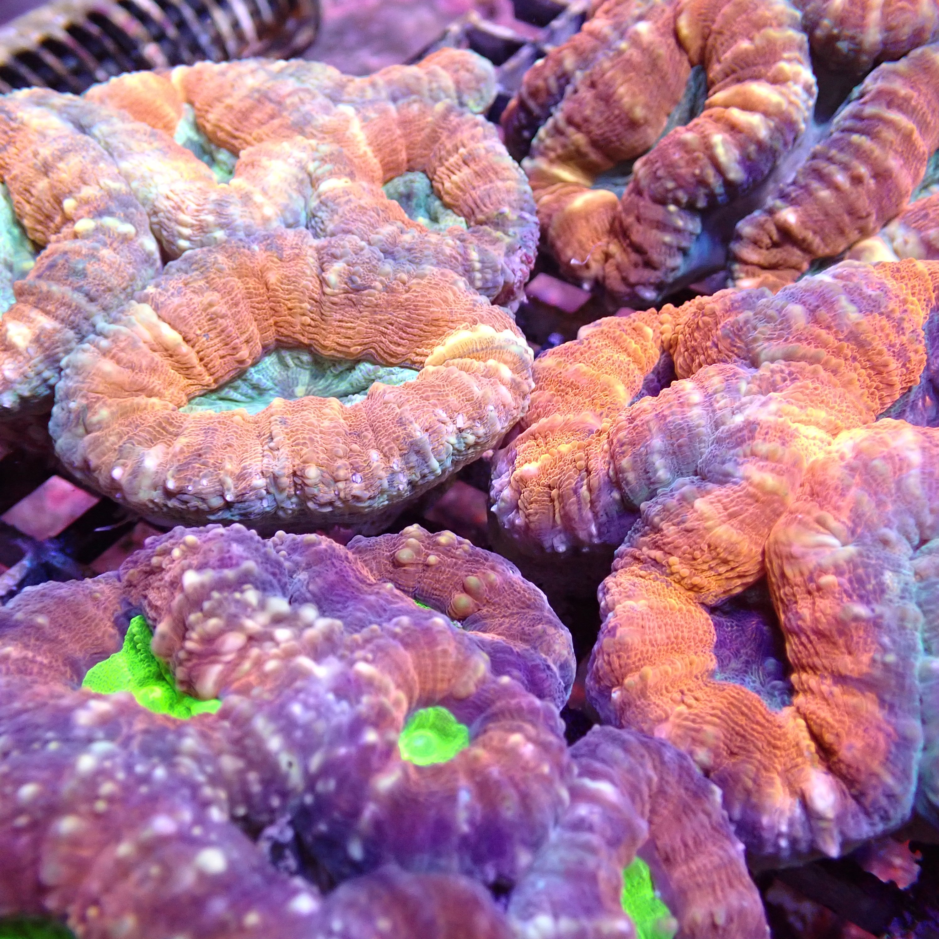 Tooth coral Pachysepta (Medium)