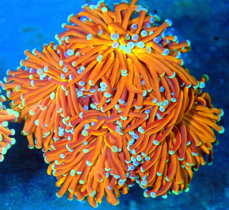 Torch coral Gold/Pink/Orange Tip (Per Head)