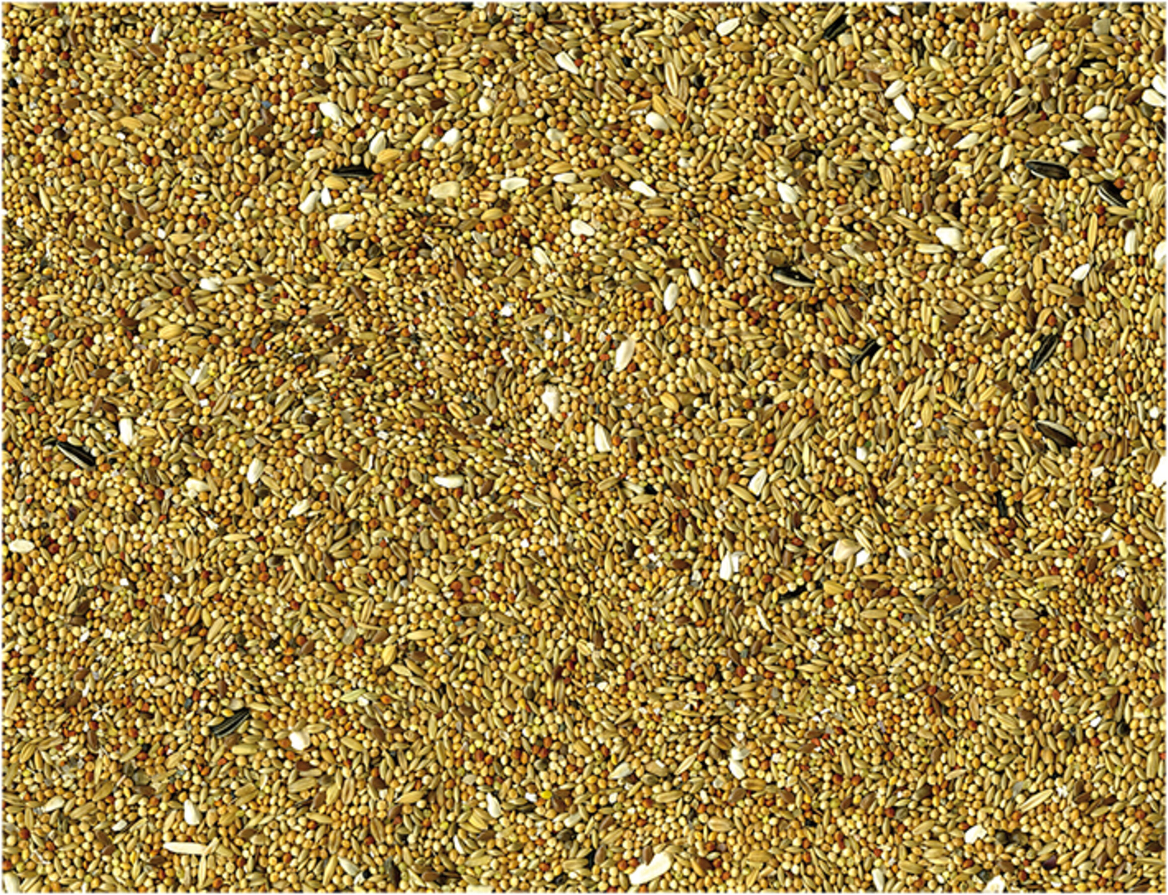 Vadigran Parakeet Basic Seed Mix (20 kg)