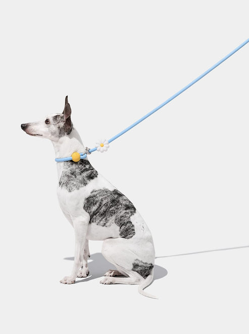 VETRESKA Connect Hands-Free Rope Leash for Pets (Daisy)