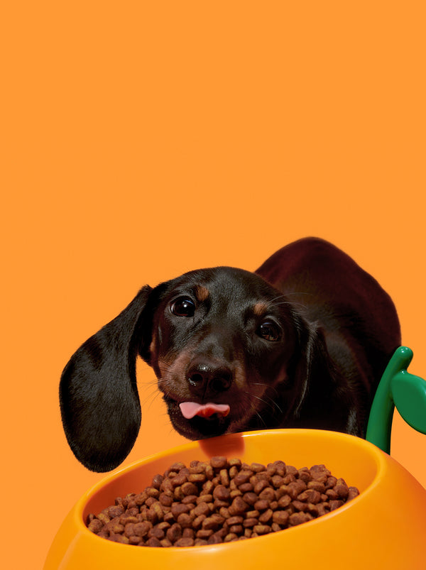VETRESKA Juicy Tangerine Pet Bowl, Spoon & Mat Set