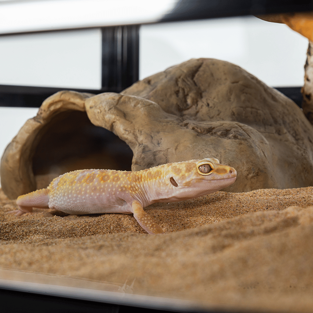 Wacool Rock Hide Cave M