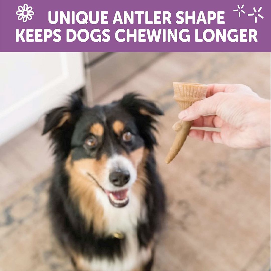 WHIMZEES Occupy Antler Natural Dental Chews for Dogs - Medium (12pc)