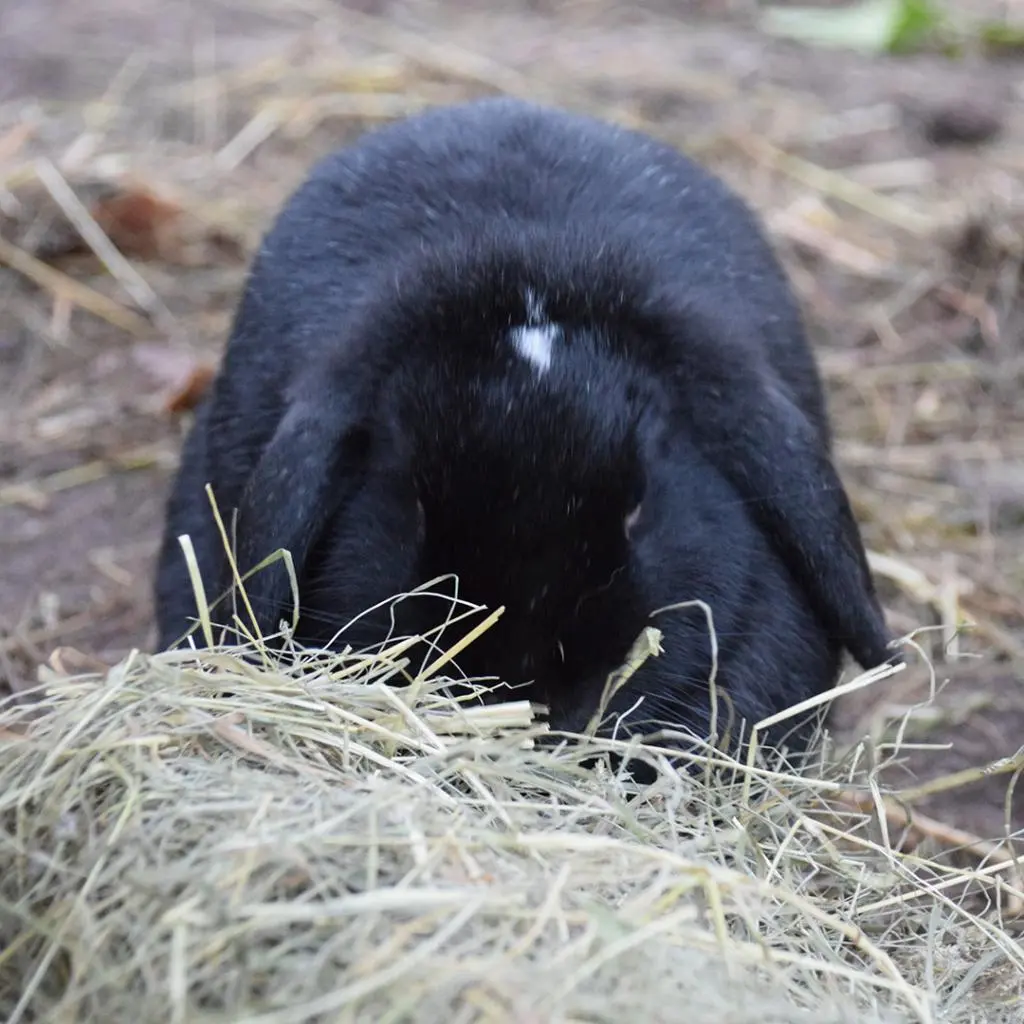 Witte Molen Puur Timothy Hay 500g