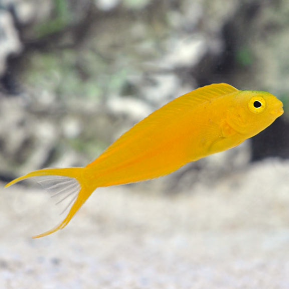 Yellow Blenny