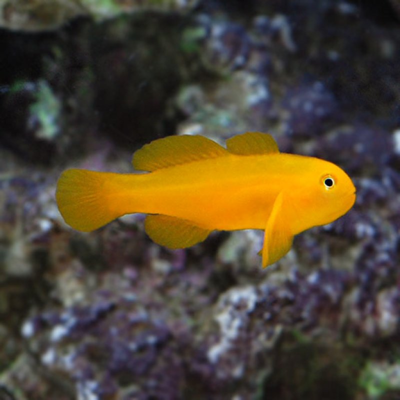 Yellow Clown Goby